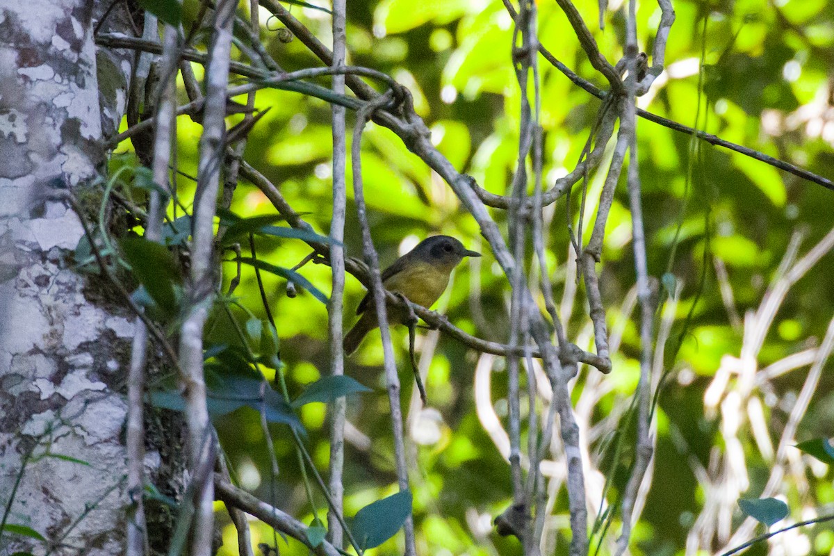 Batarito Cabecigrís - ML620460770