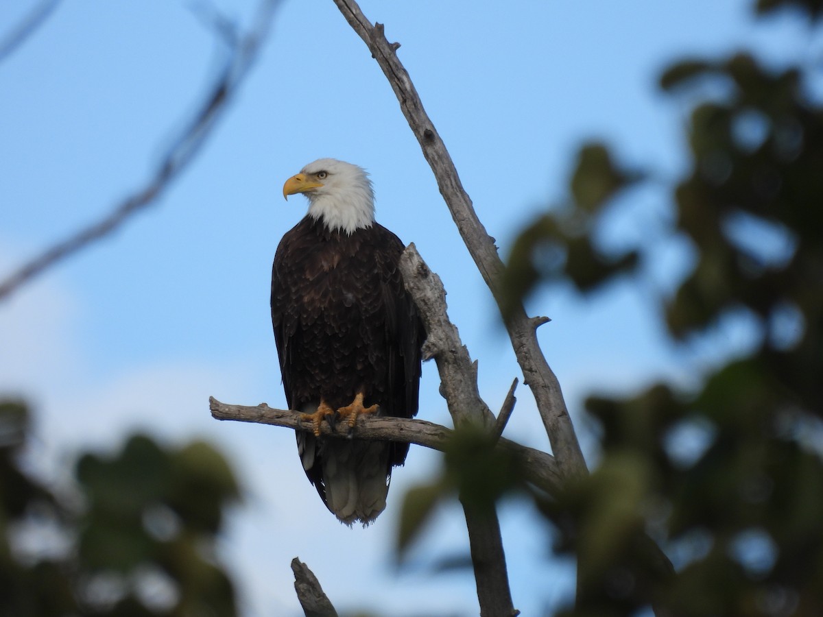 Bald Eagle - ML620460771