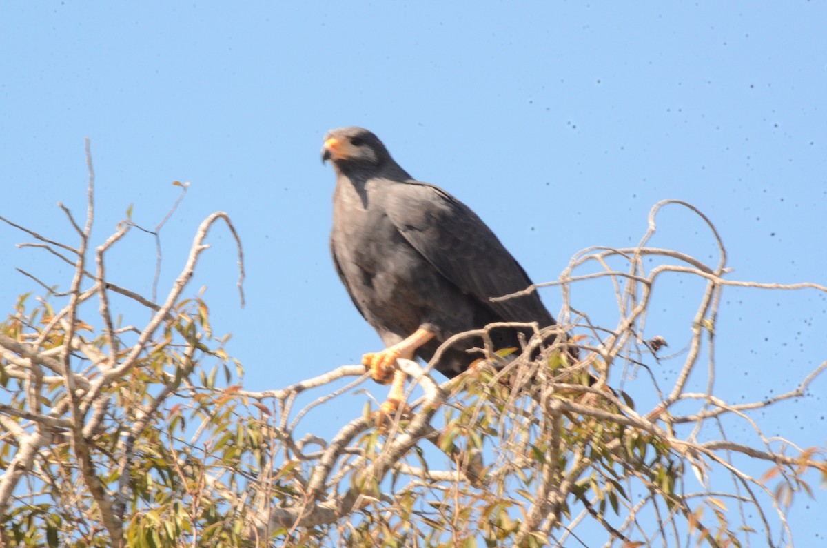 Common Black Hawk - ML620460772