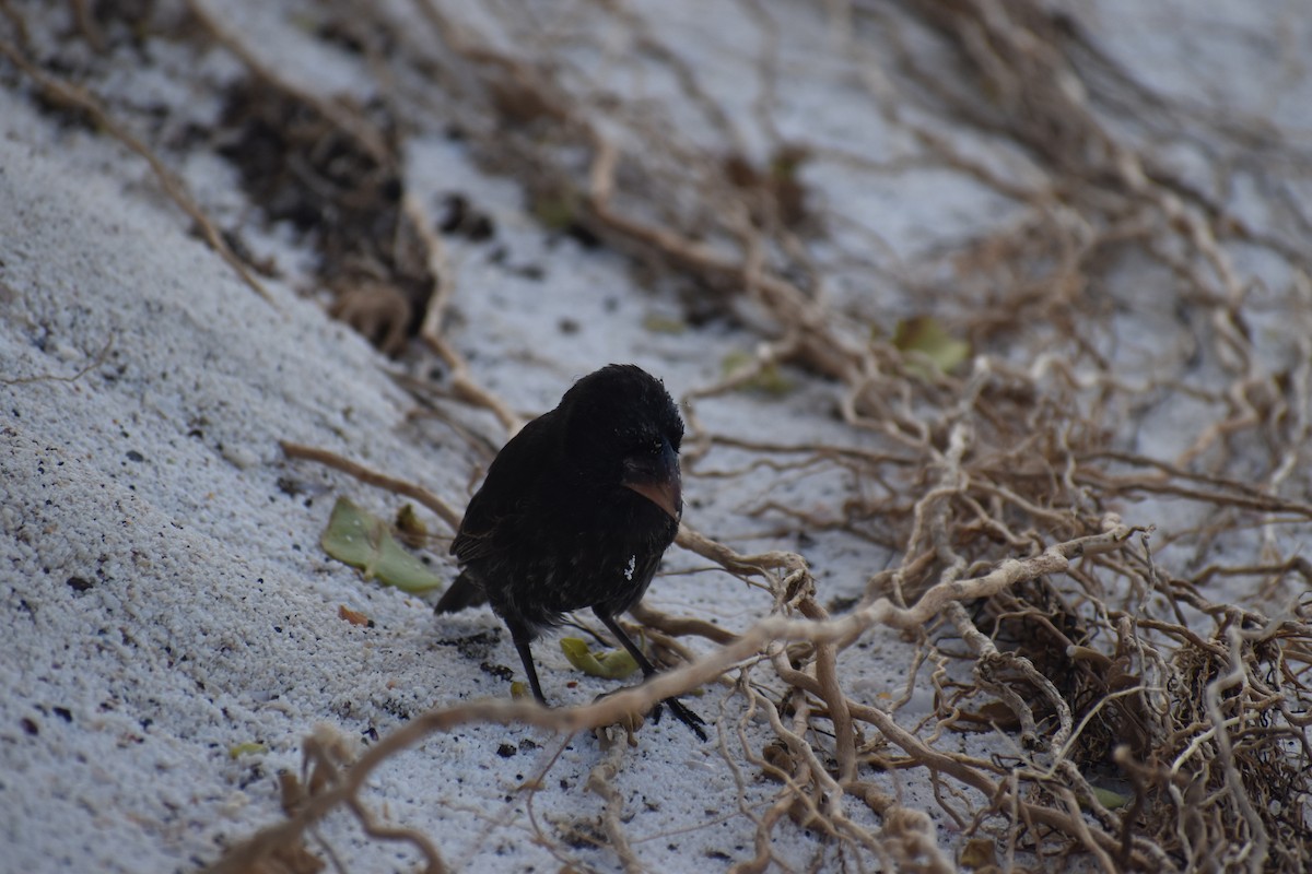 Española Ground-Finch - ML620460774