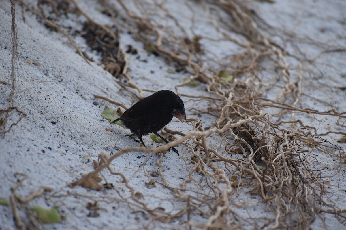 Española Ground-Finch - ML620460775