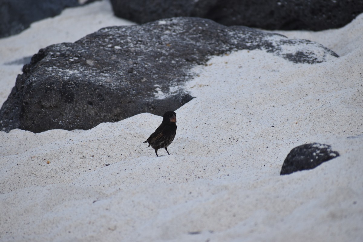 Española Ground-Finch - ML620460776