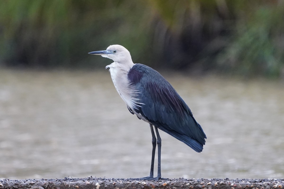 Pacific Heron - ML620460785