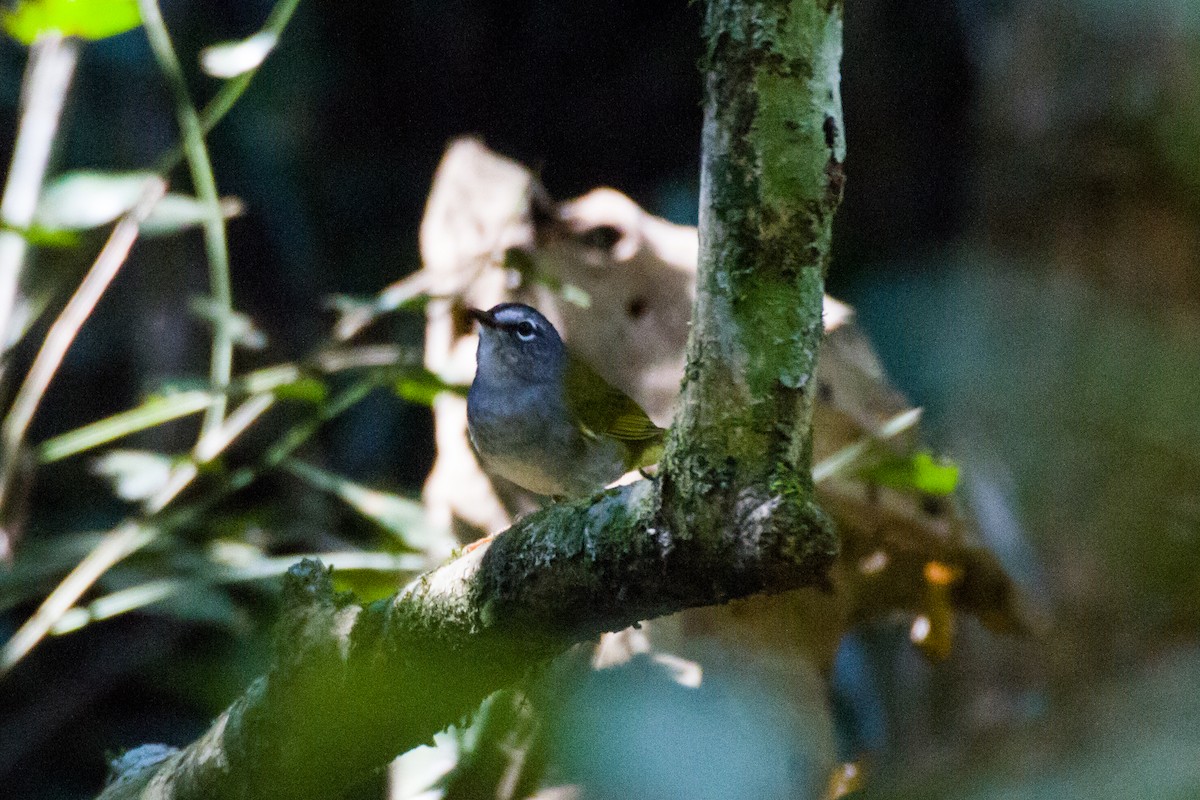 White-browed Warbler - ML620460787