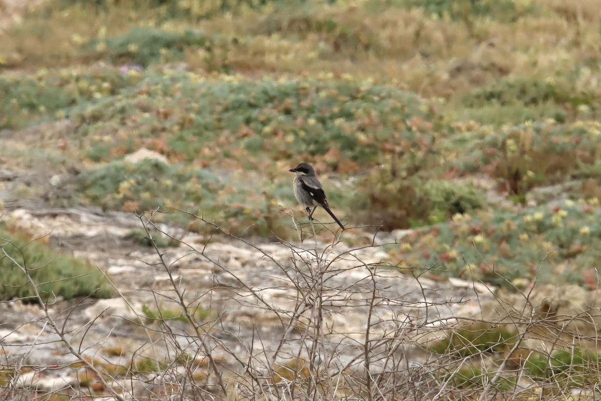 Loggerhead Shrike - ML620460801