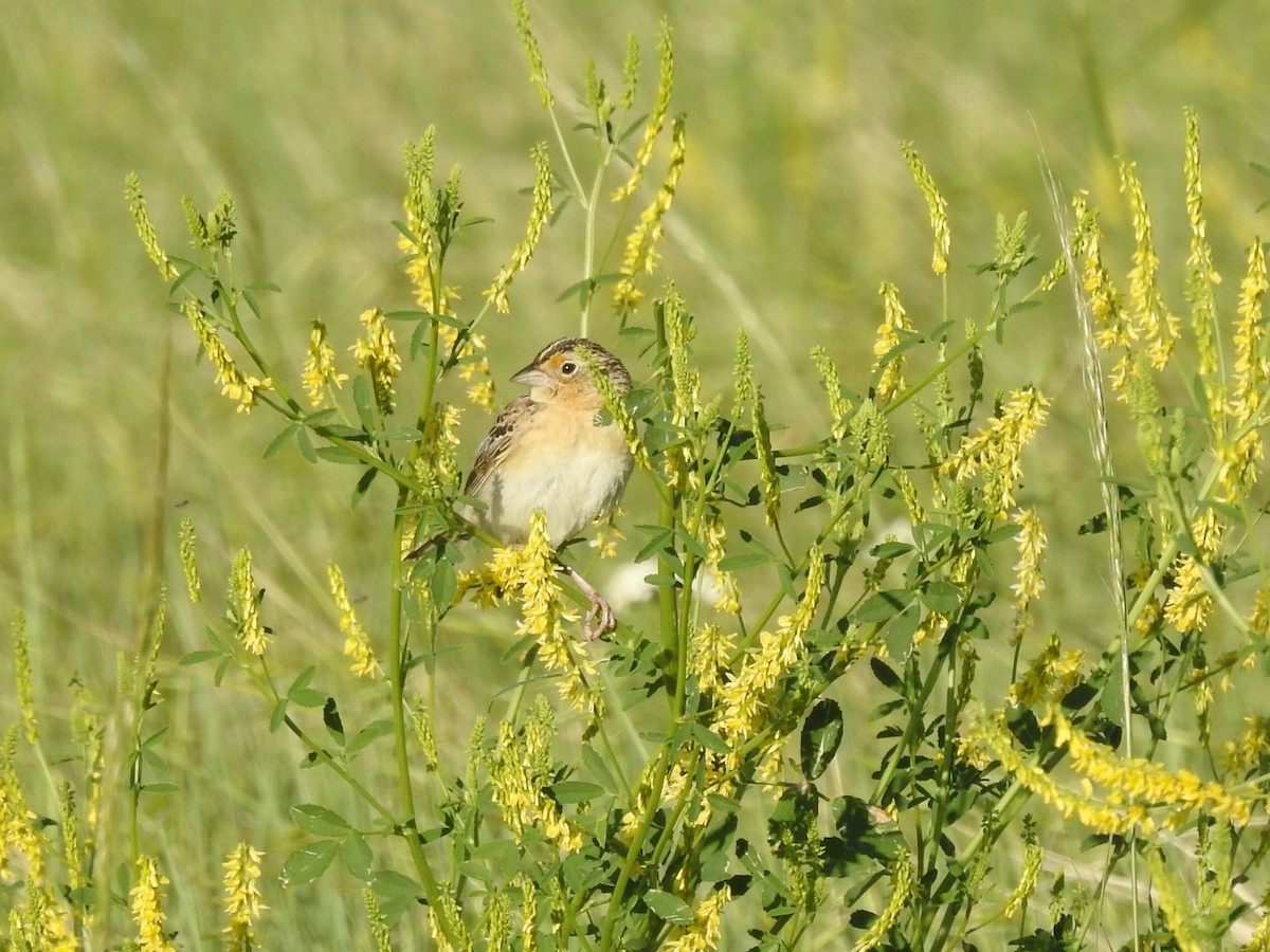 Grasshopper Sparrow - ML620460803