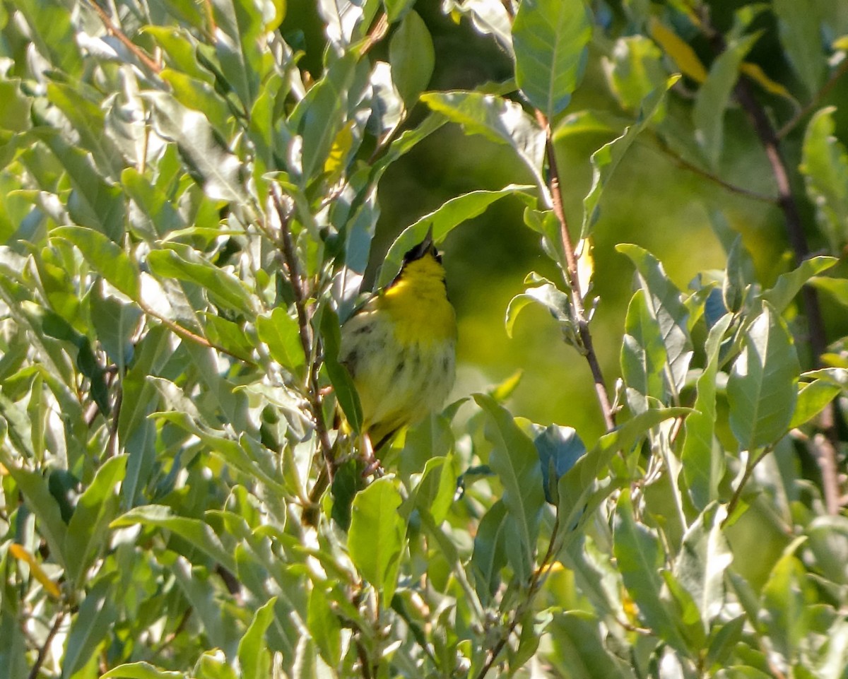 Common Yellowthroat - ML620460804