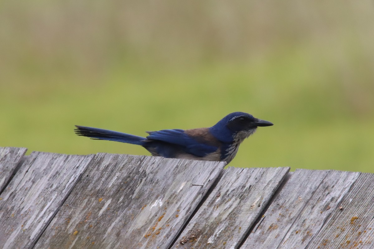 Island Scrub-Jay - ML620460806