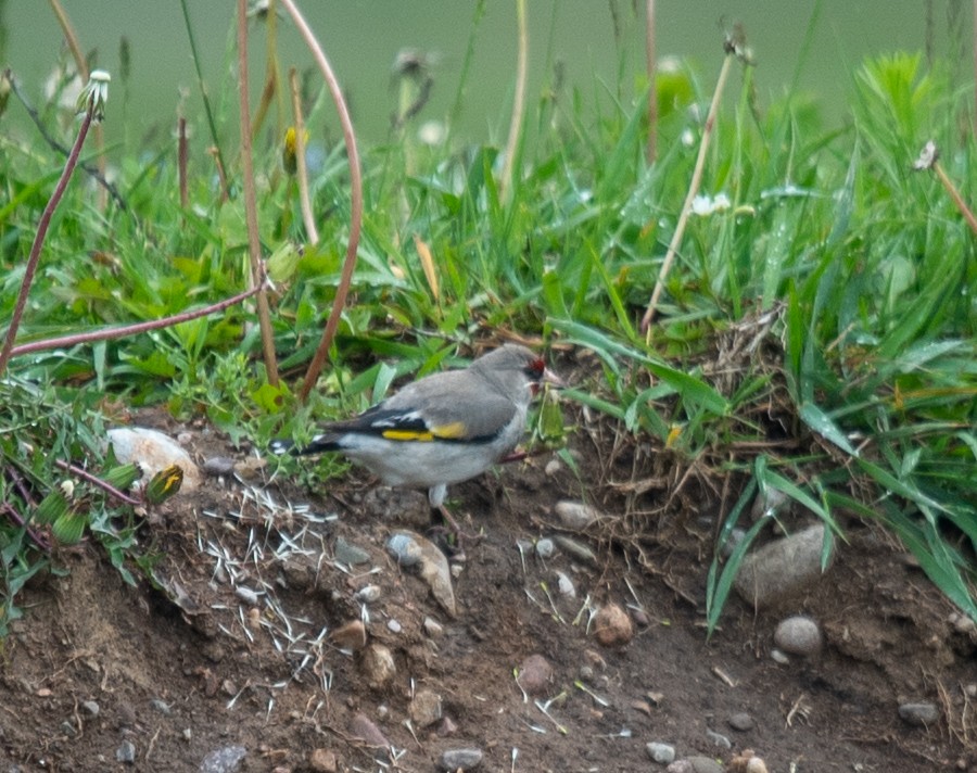 European Goldfinch (Eastern) - ML620460812