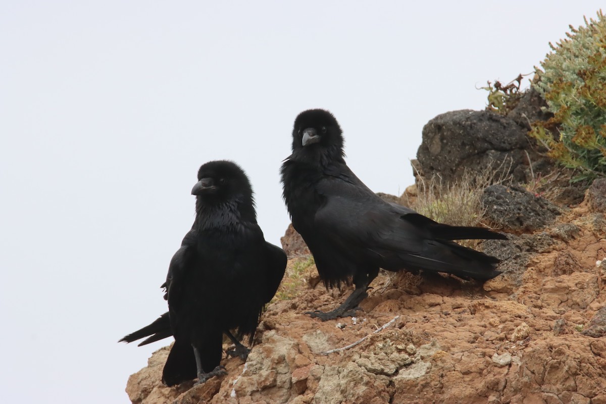 Common Raven - Tim Junker