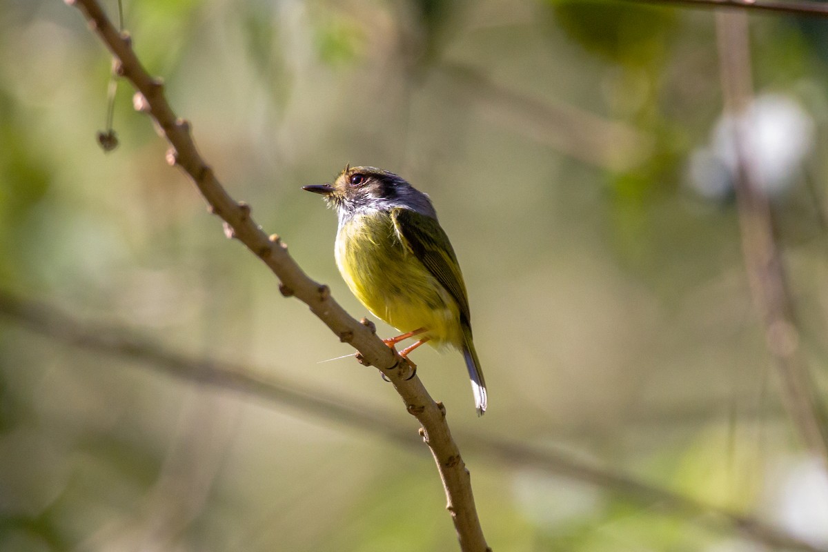 Eared Pygmy-Tyrant - ML620460821