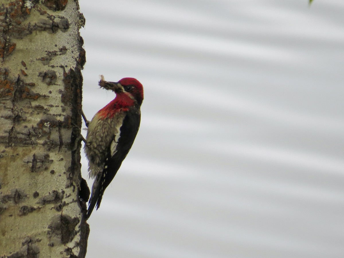 Red-breasted Sapsucker - Sandy Proulx