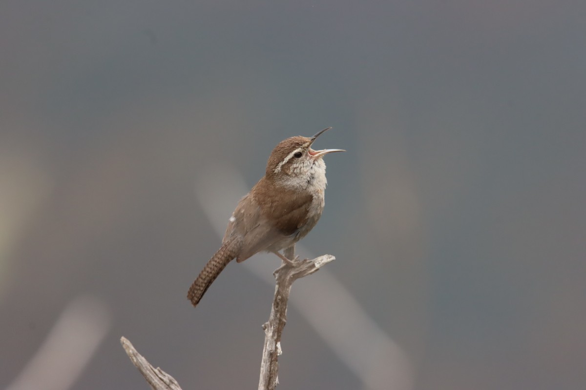 Bewick's Wren - ML620460824