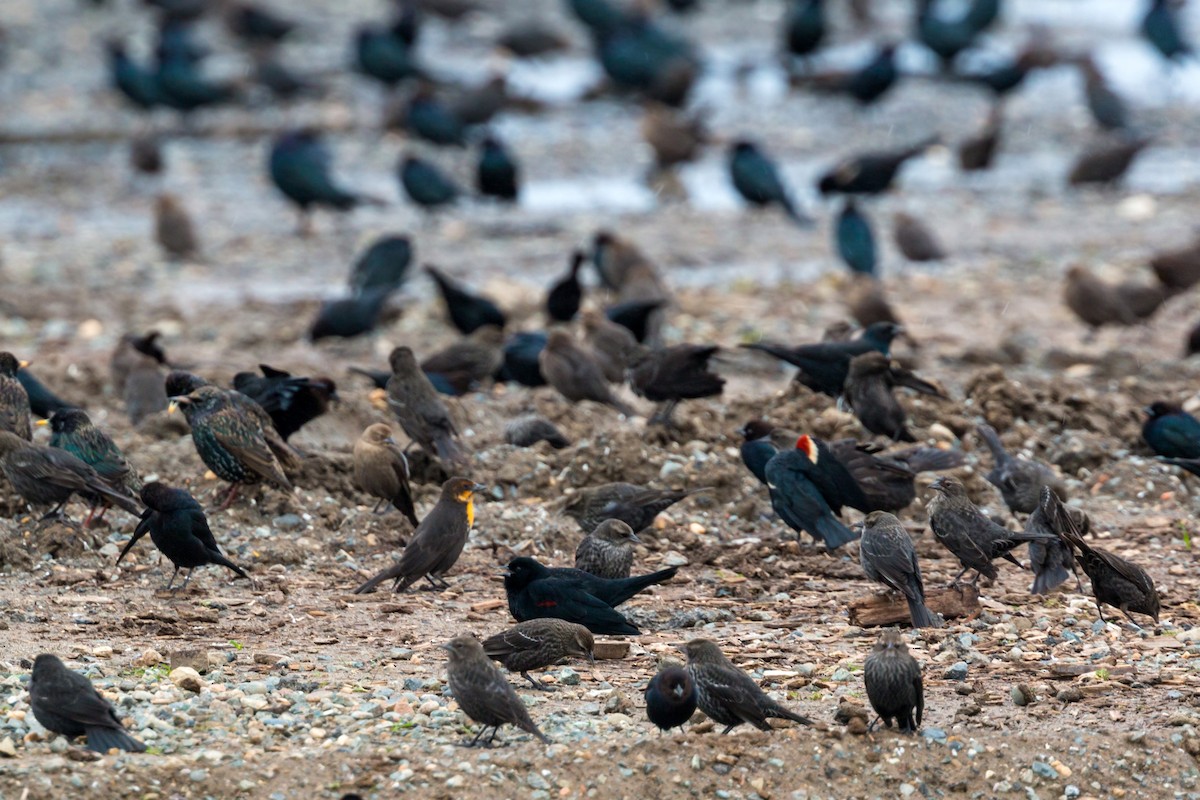 Tricolored Blackbird - ML620460825