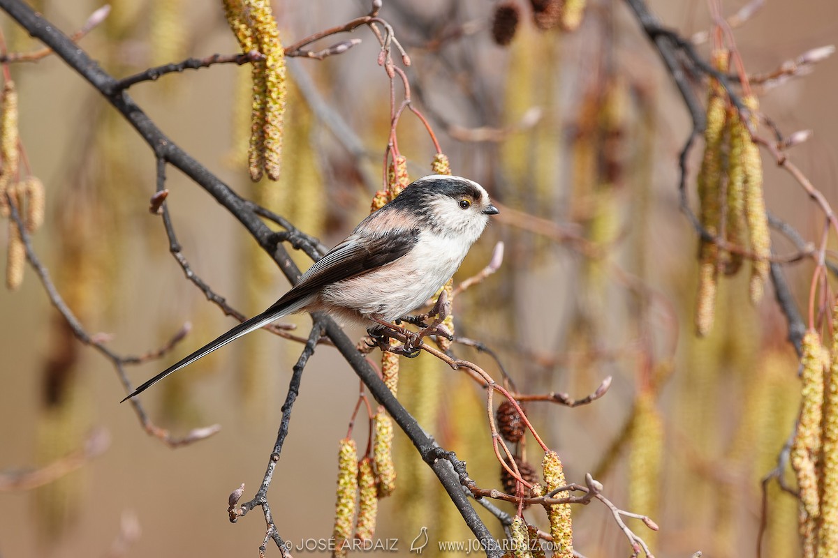 Long-tailed Tit - ML620460826