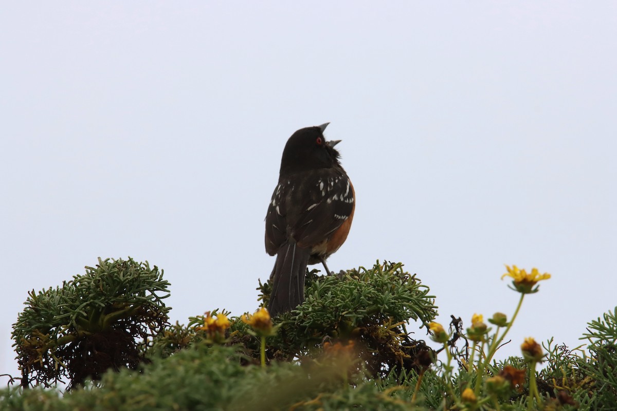Spotted Towhee - ML620460833
