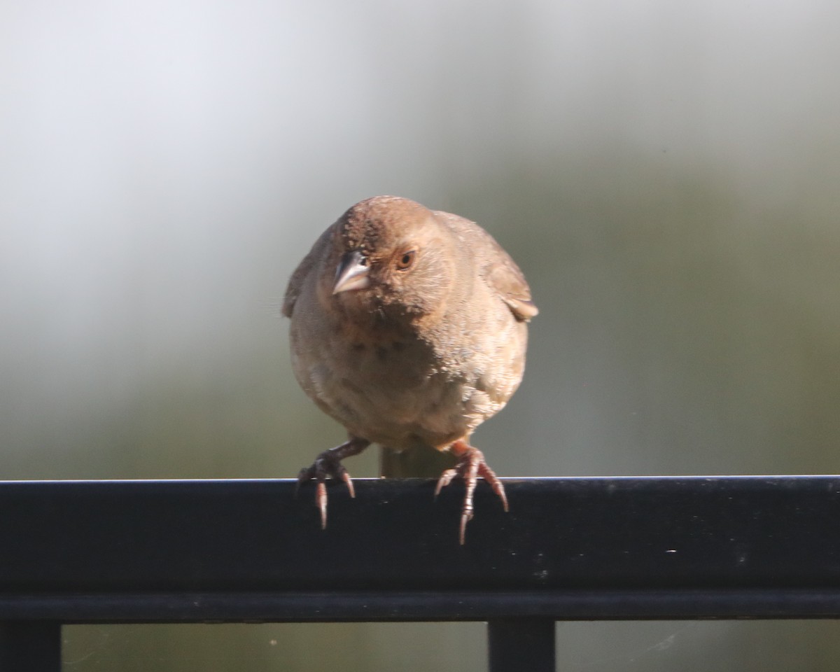 California Towhee - ML620460837