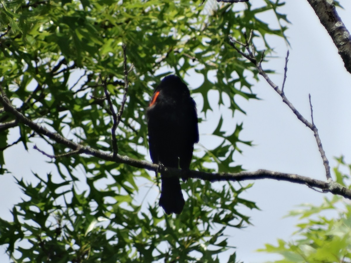 Red-winged Blackbird - ML620460838