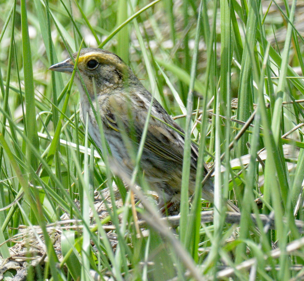 Nelson's Sparrow (Atlantic Coast) - ML620460846