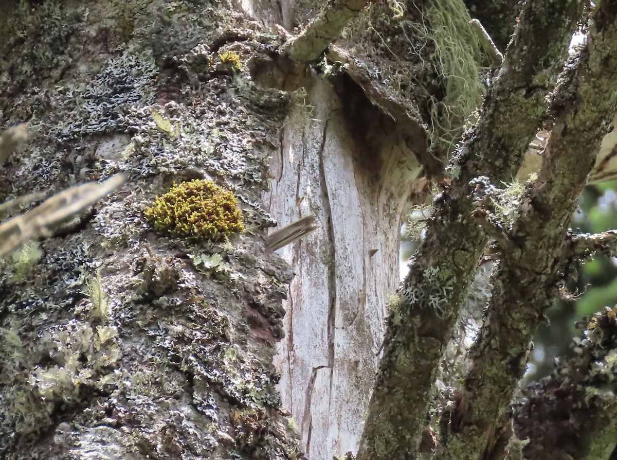 Brown Creeper - ML620460848