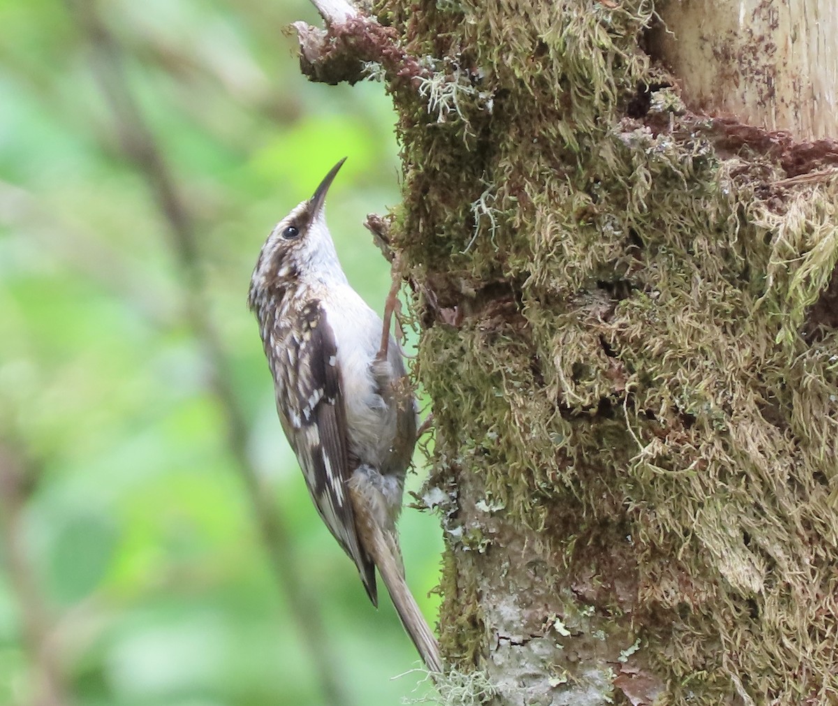 Brown Creeper - ML620460849