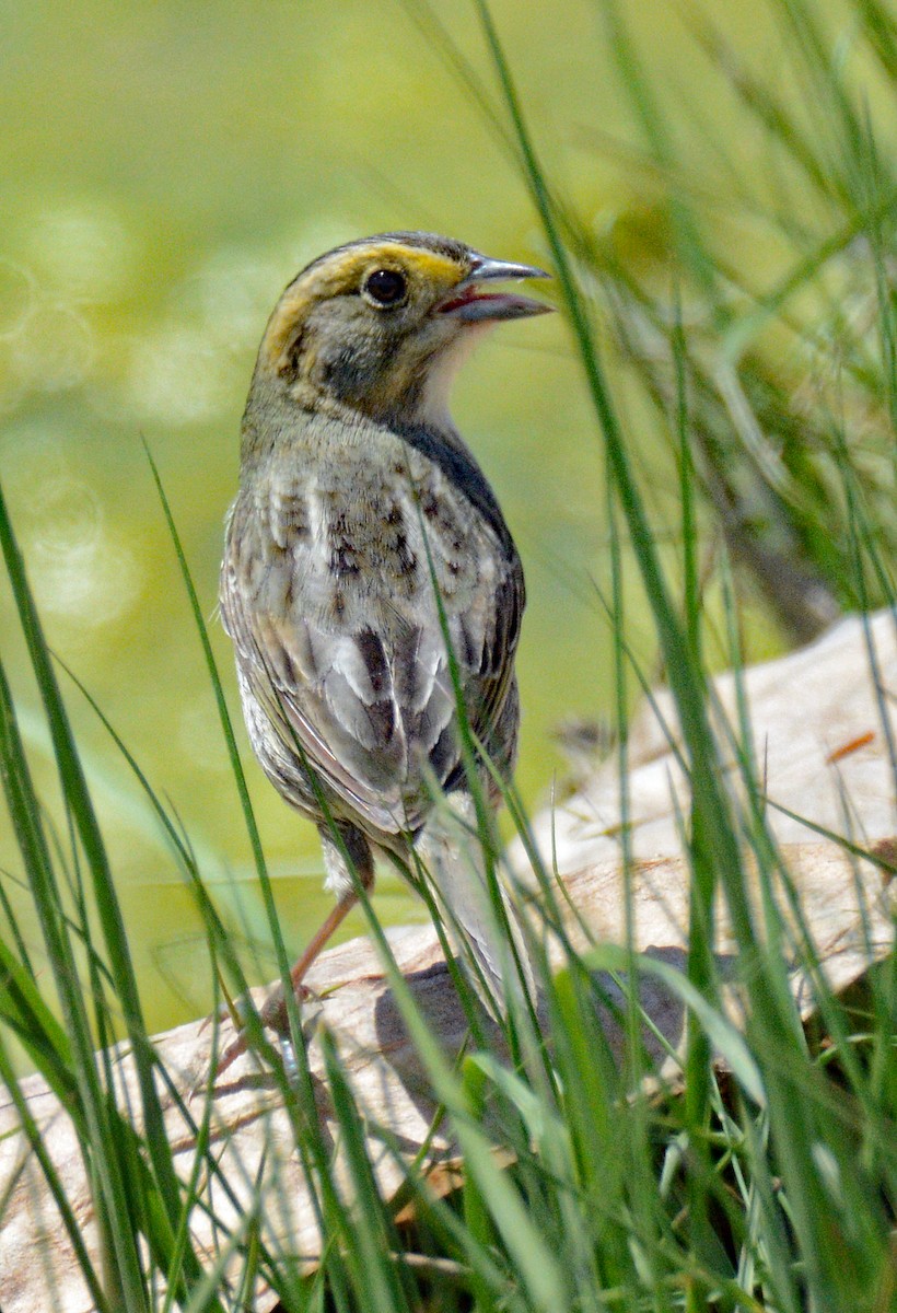 Nelson's Sparrow (Atlantic Coast) - ML620460853