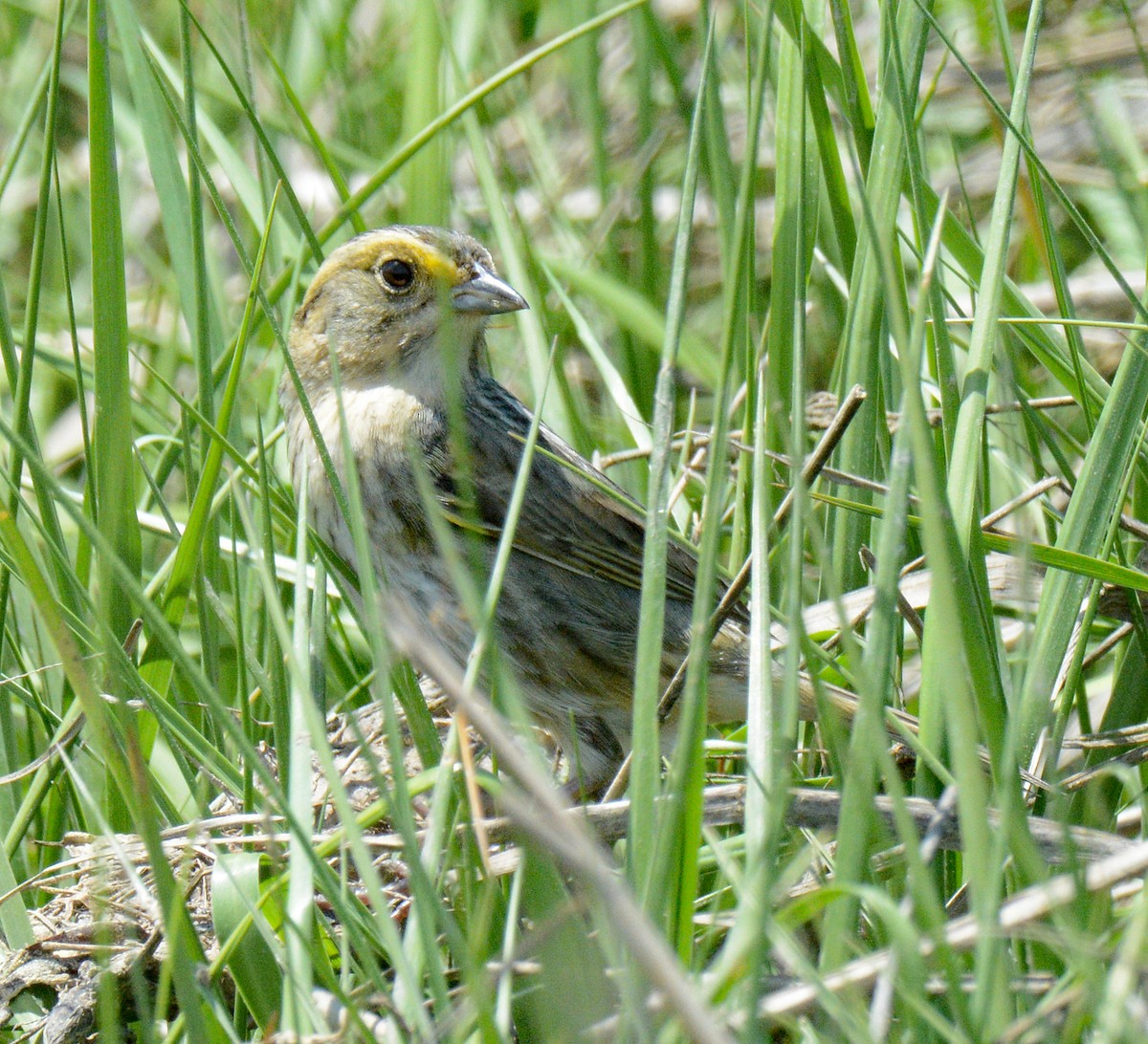 Nelson's Sparrow (Atlantic Coast) - ML620460854