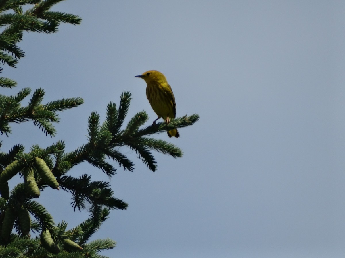 Yellow Warbler - ML620460855