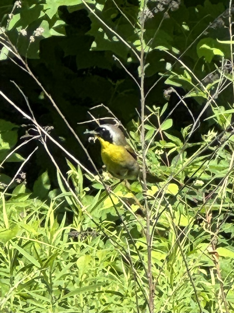 Common Yellowthroat - ML620460858