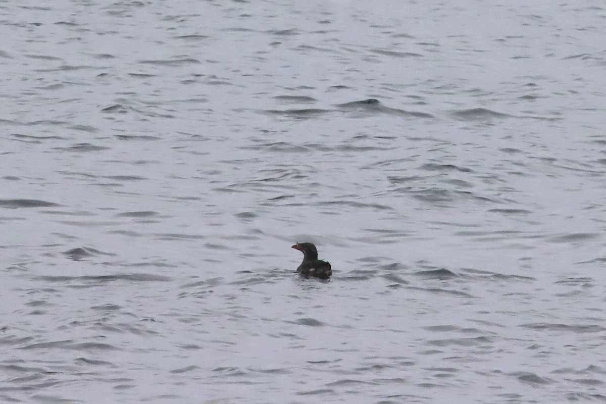 Rhinoceros Auklet - ML620460861