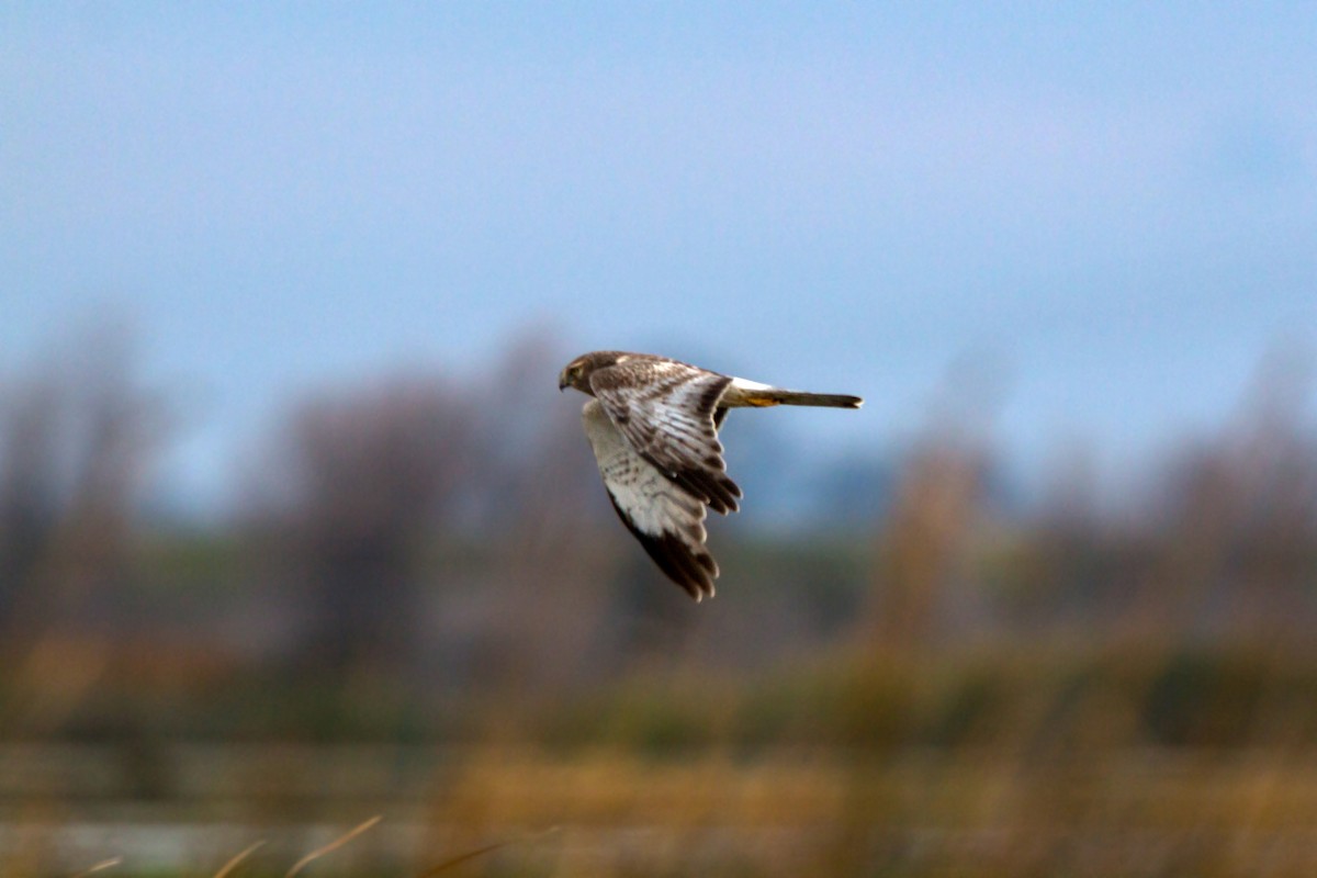 Northern Harrier - ML620460867