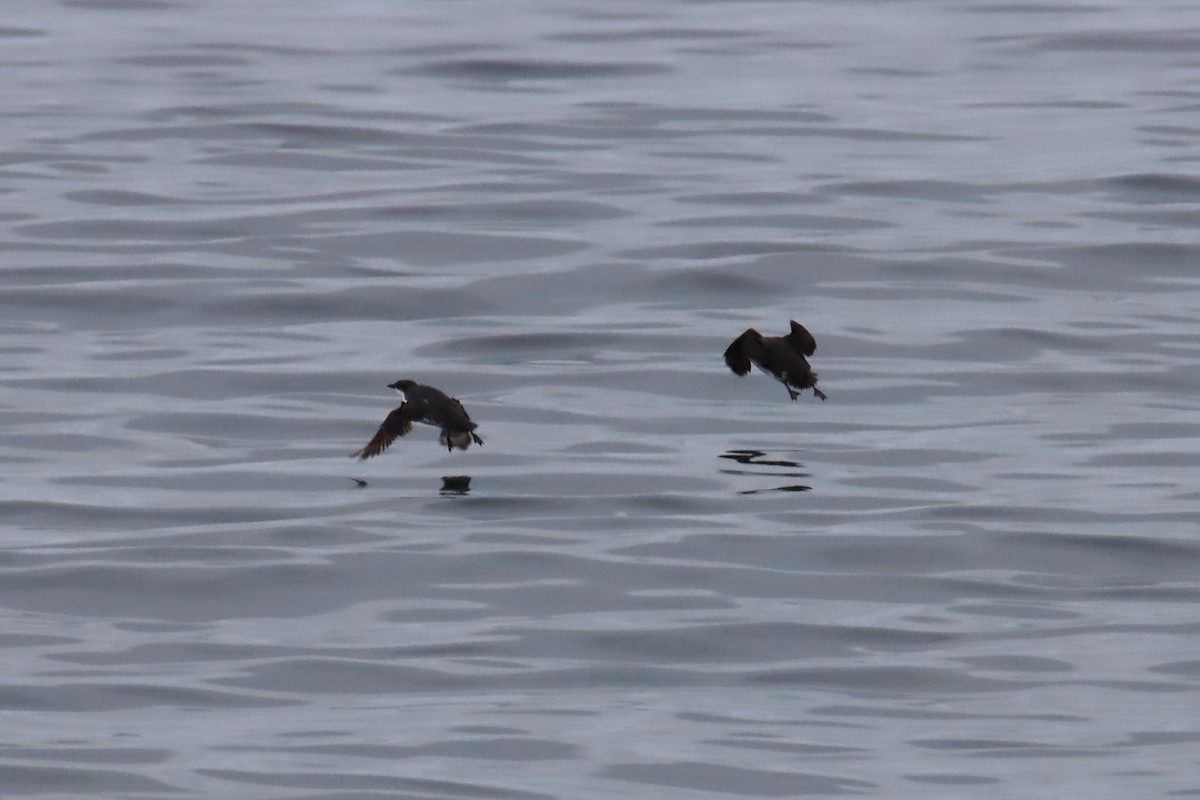 Scripps's Murrelet - ML620460876