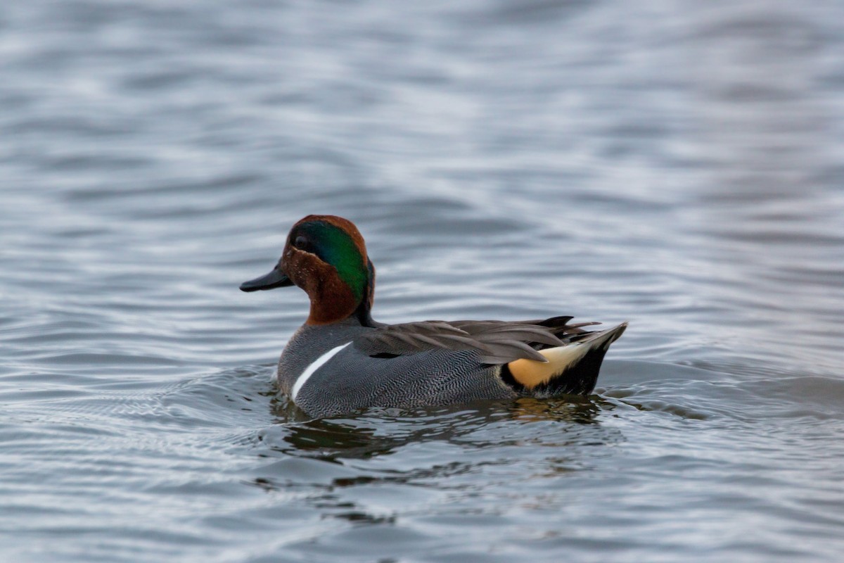 Green-winged Teal - ML620460878