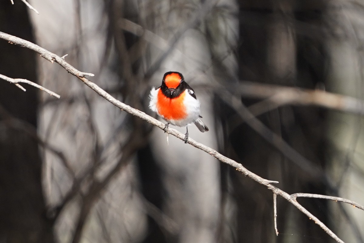 Red-capped Robin - ML620460886