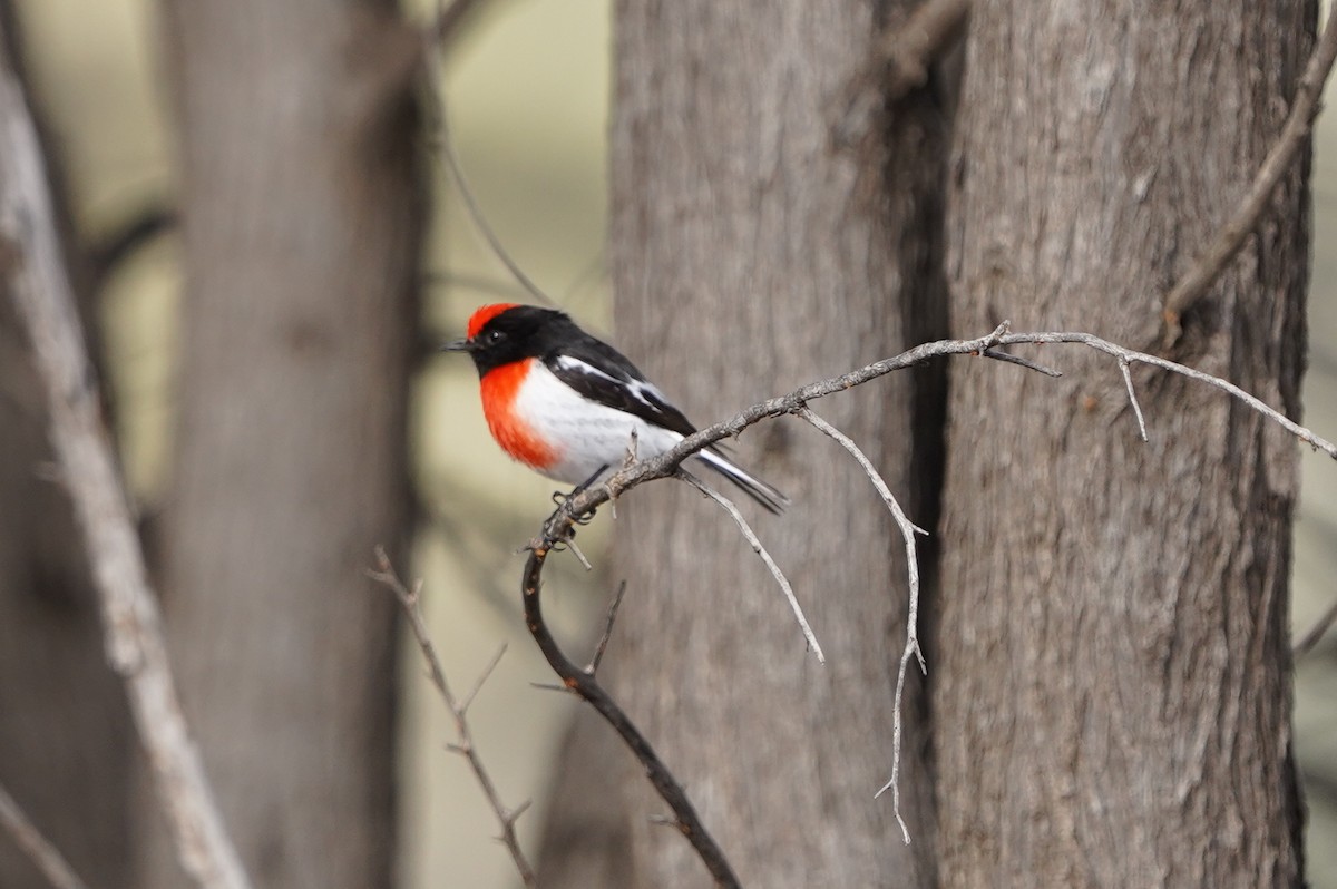 Red-capped Robin - ML620460887