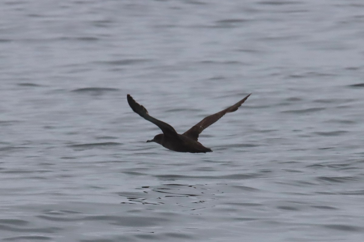 Sooty Shearwater - ML620460891