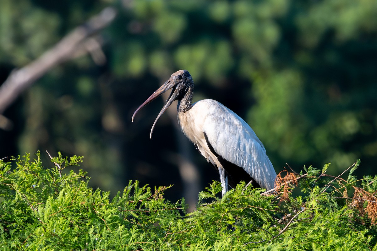 Wood Stork - ML620460894