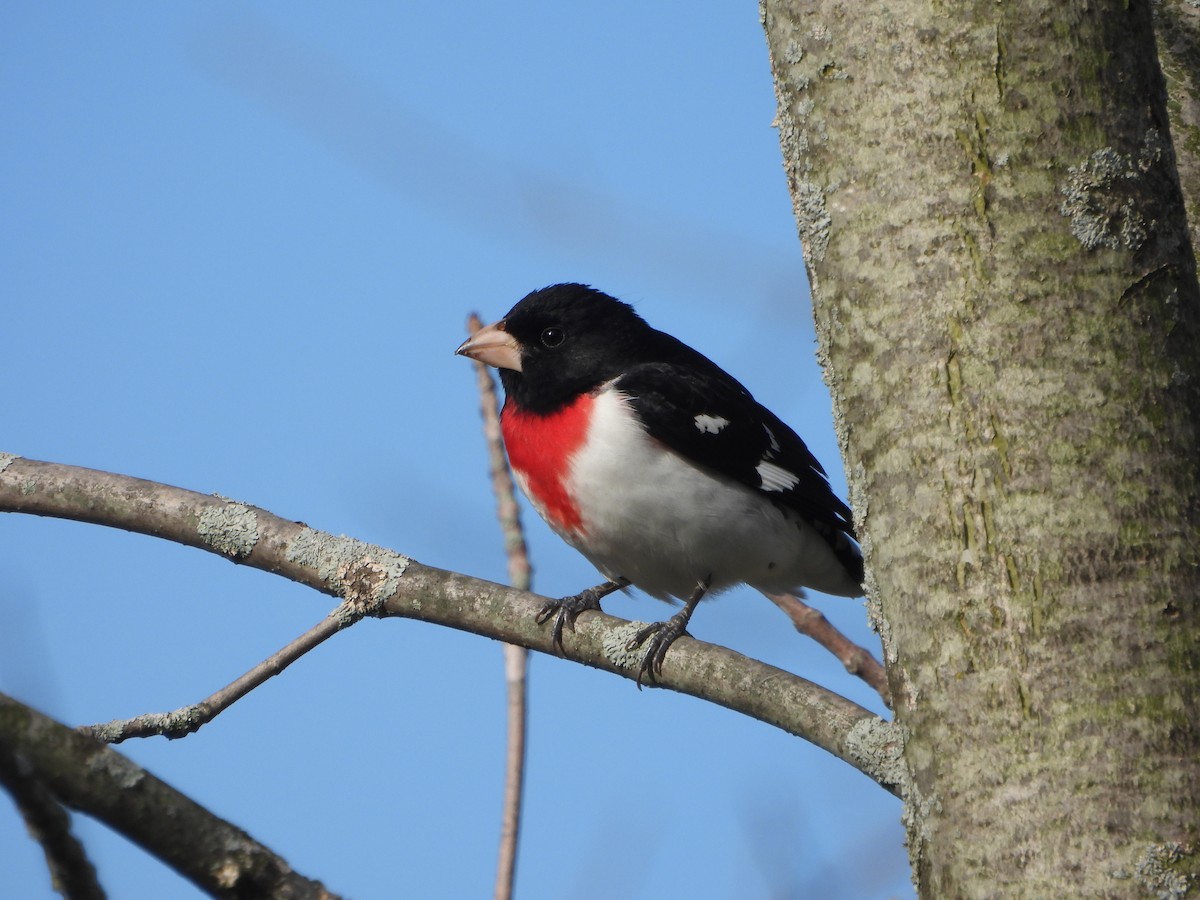 Rose-breasted Grosbeak - ML620460897