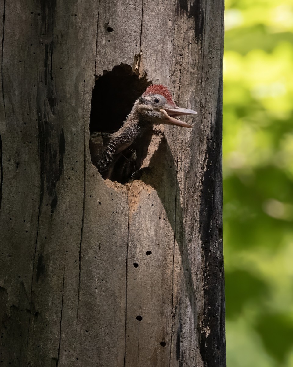 Pileated Woodpecker - Dale M