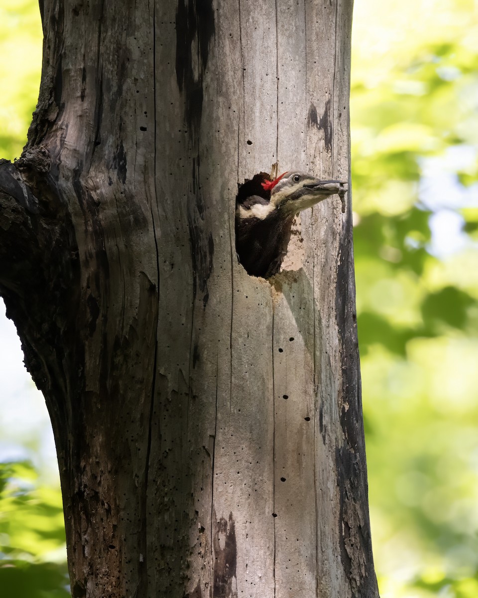 Pileated Woodpecker - ML620460915