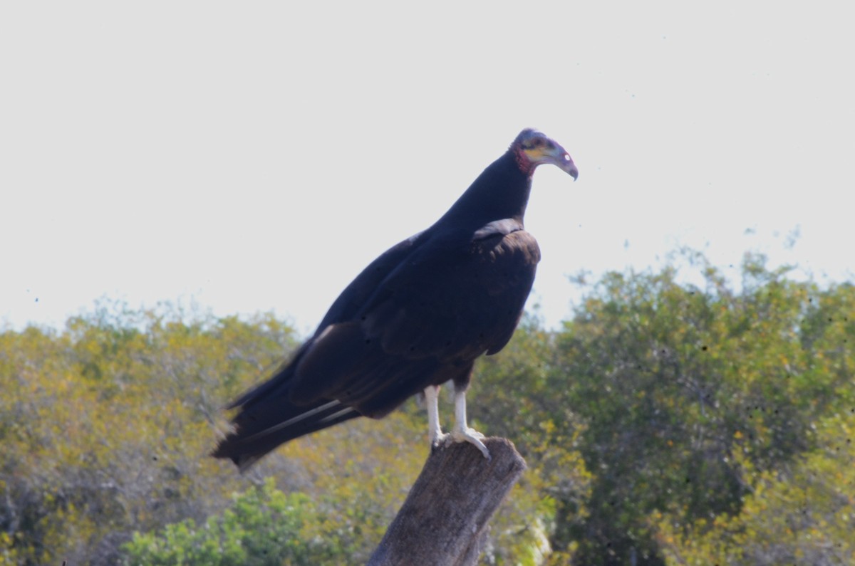 Lesser Yellow-headed Vulture - ML620460920