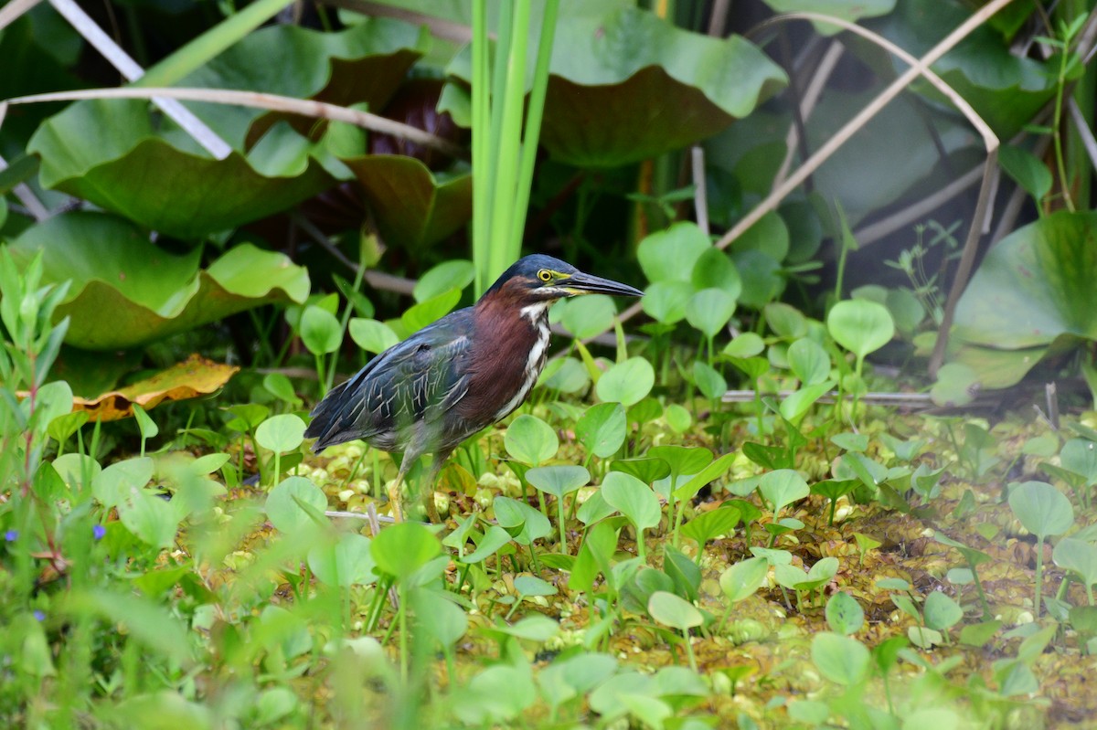 Green Heron - John Becker