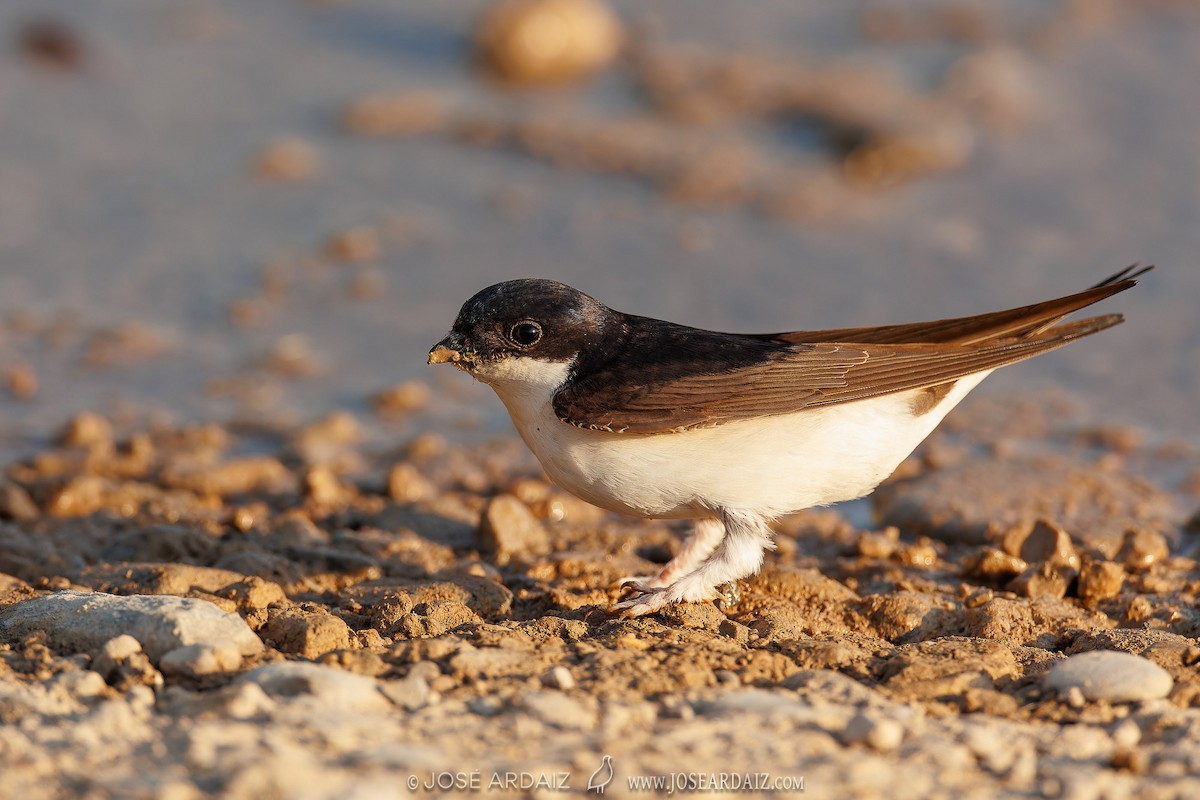 Western House-Martin - ML620460927