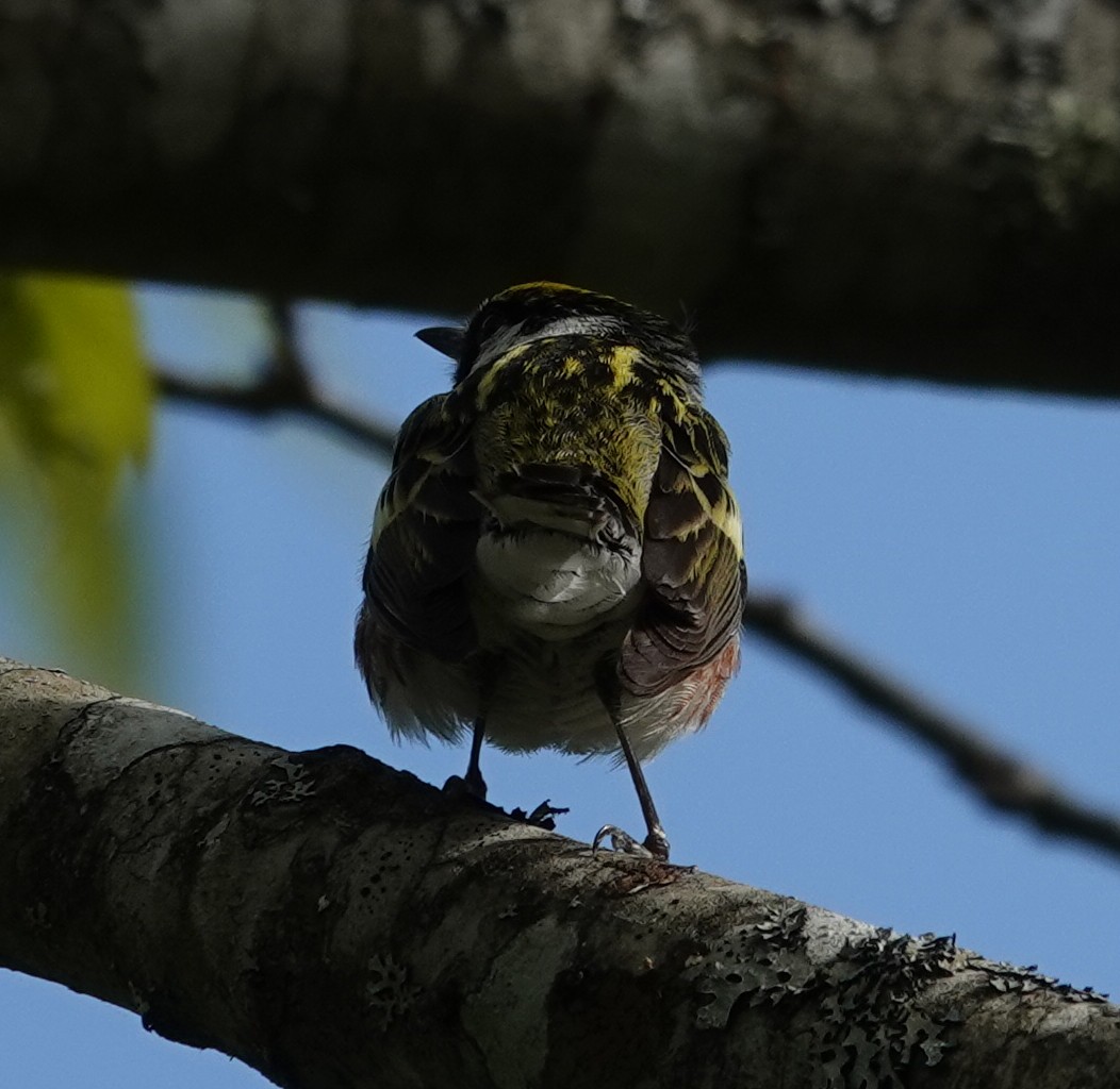 Chestnut-sided Warbler - ML620460930