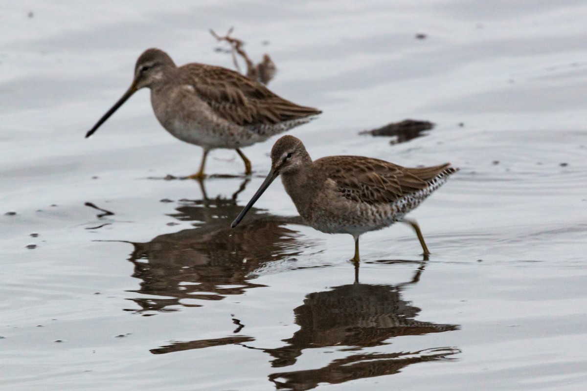 Long-billed Dowitcher - ML620460932