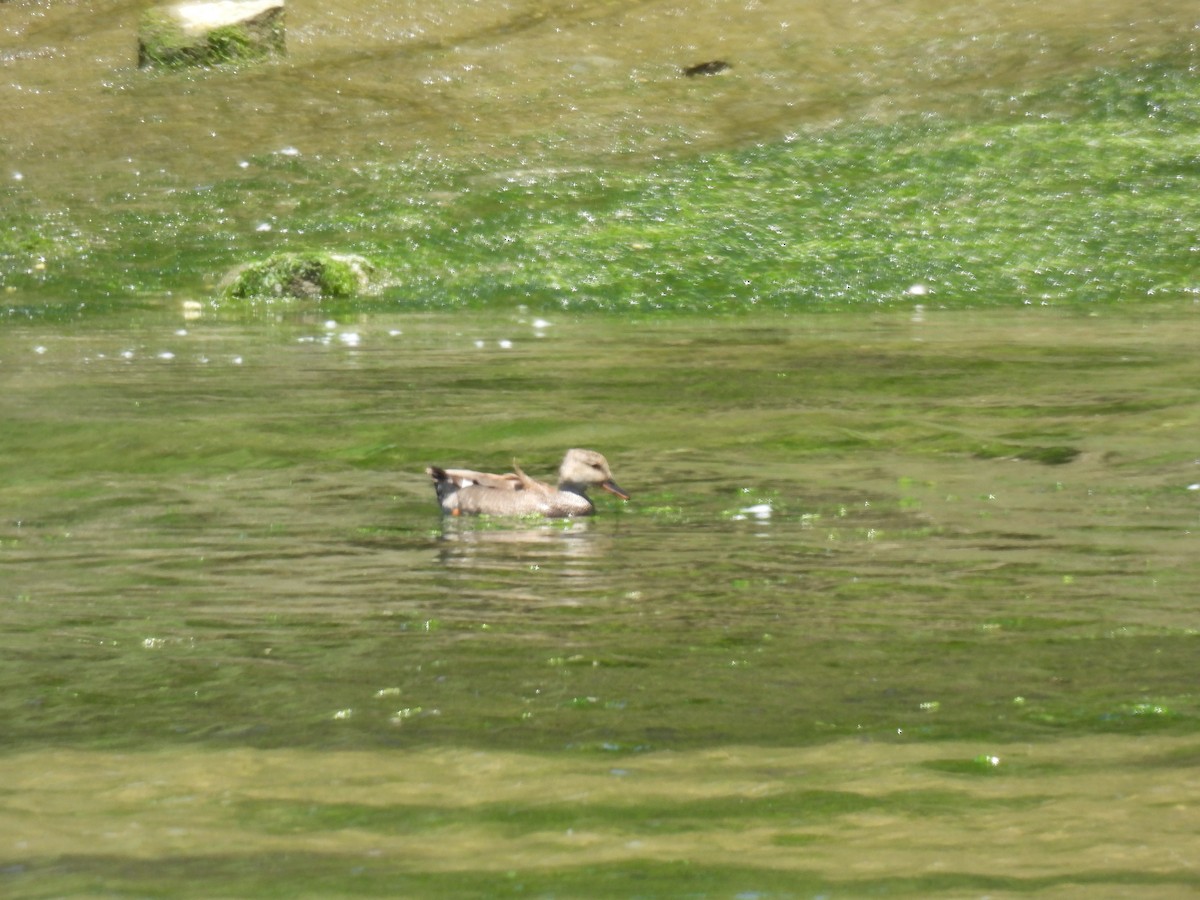 Gadwall - ML620460938