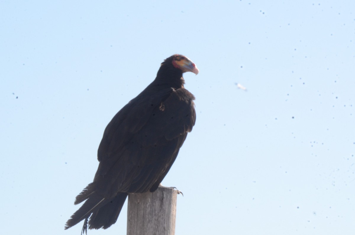 Lesser Yellow-headed Vulture - ML620460950