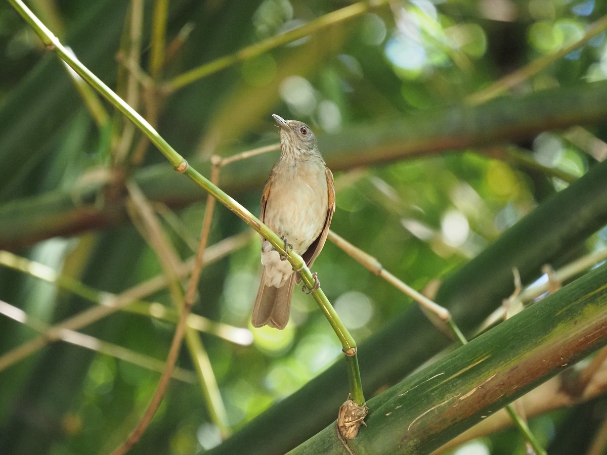 Pale-breasted Thrush - ML620460960