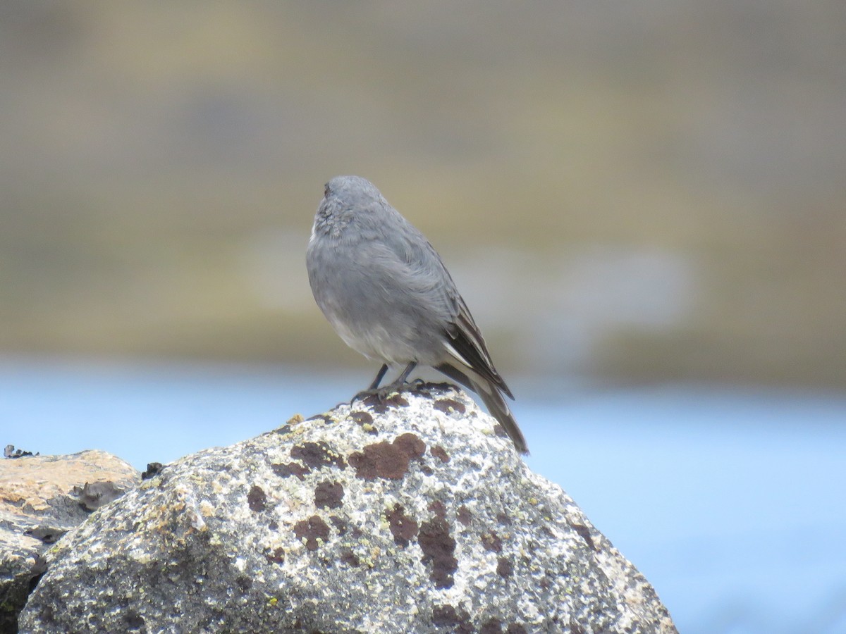 Glacier Finch - Ron Batie