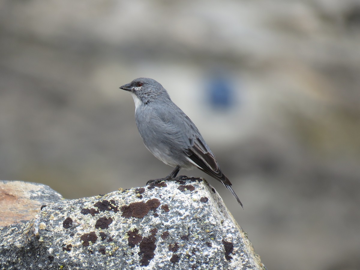 Glacier Finch - ML620460966